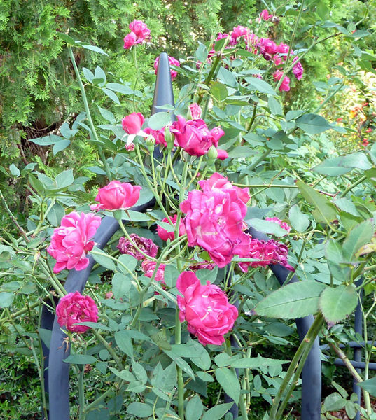 Louis Philippe Rose 